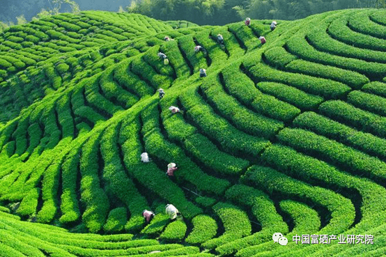 紫阳茶 紫阳富硒茶(紫阳富硒茶多少钱一斤)-硒宝网