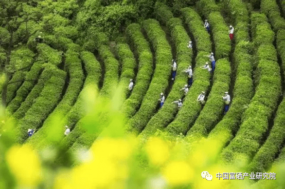 紫阳茶 紫阳富硒茶(紫阳富硒茶多少钱一斤)-硒宝网