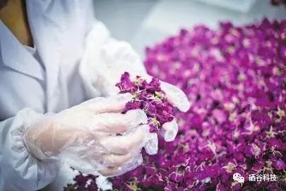 富硒茶怎么测硒含量（茶叶中硒含量的测定）-硒宝网