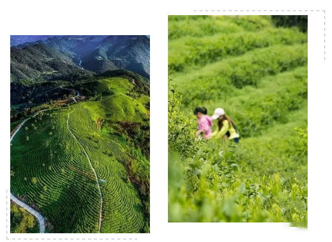 安康富硒茶珍品硒红（安康富硒茶是绿茶吗）-硒宝网