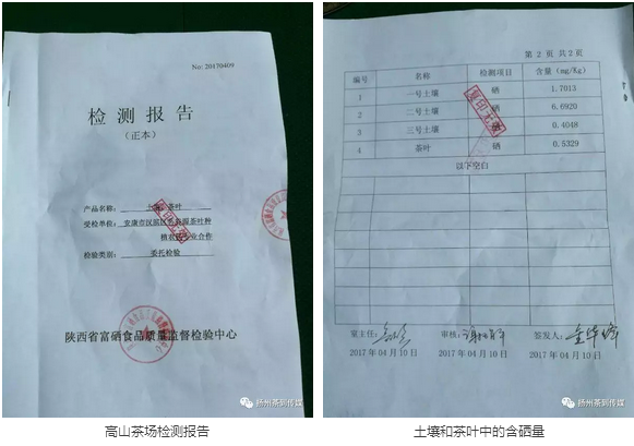 紫阳富硒茶硒健银针（紫阳富硒茶的冲泡方法）-硒宝网