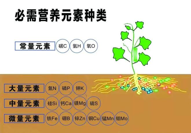 大量元素和微量元素(微量的元素)-硒宝网
