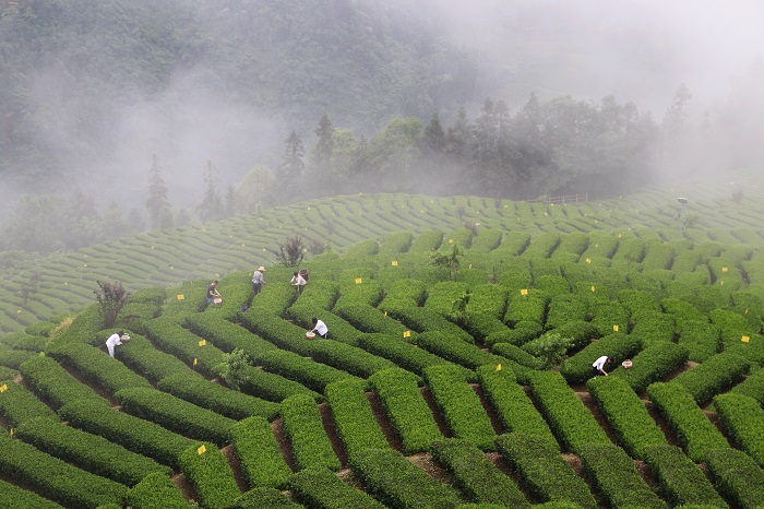2020恩施富硒茶(恩施富硒茶文化的内涵有)-硒宝网