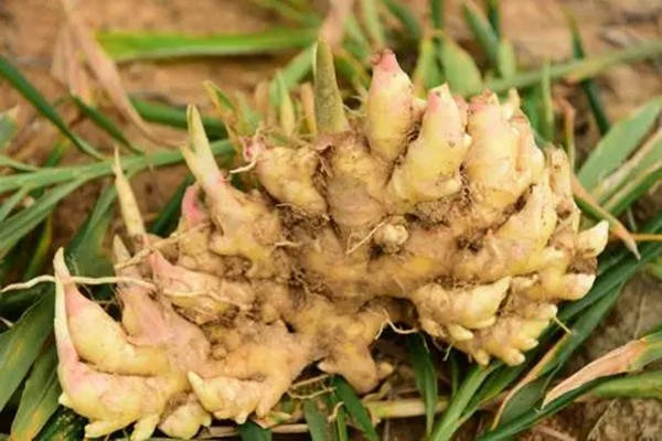 微量元素检测需要空腹么(空腹微量元素检测需要空腹多久)-硒宝网