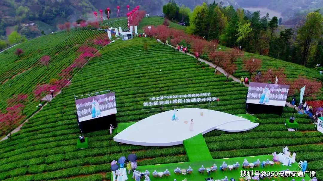 2022紫阳富硒茶(紫阳富硒茶多少钱一斤)-硒宝网