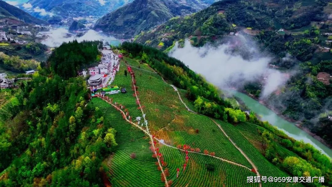 2022紫阳富硒茶(紫阳富硒茶多少钱一斤)-硒宝网