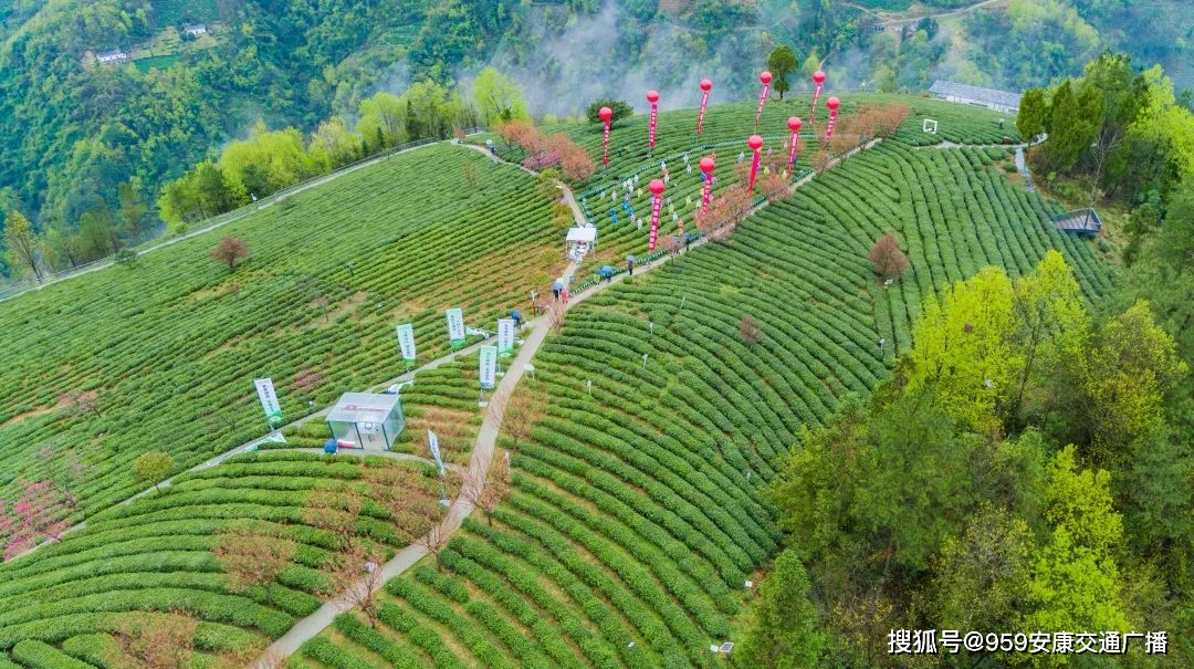 2022紫阳富硒茶(紫阳富硒茶多少钱一斤)-硒宝网