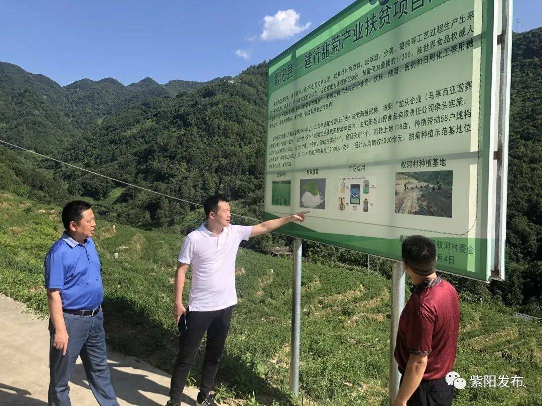 紫阳富硒茶2020(紫阳富硒茶厂)-硒宝网