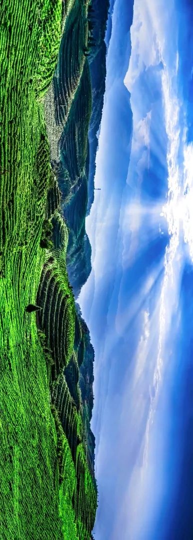 恩施富硒茶2019(恩施富硒茶叶多少钱一斤)-硒宝网