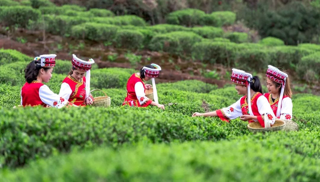 恩施富硒茶2019(恩施富硒茶叶多少钱一斤)-硒宝网