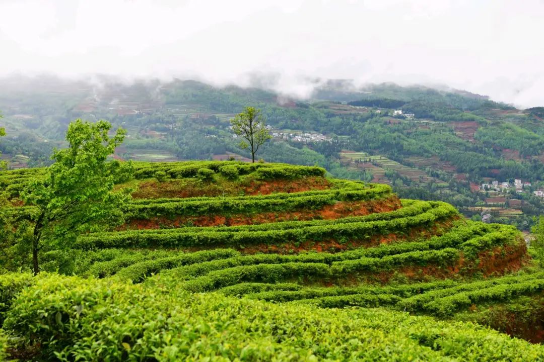 恩施富硒茶2019(恩施富硒茶叶多少钱一斤)-硒宝网