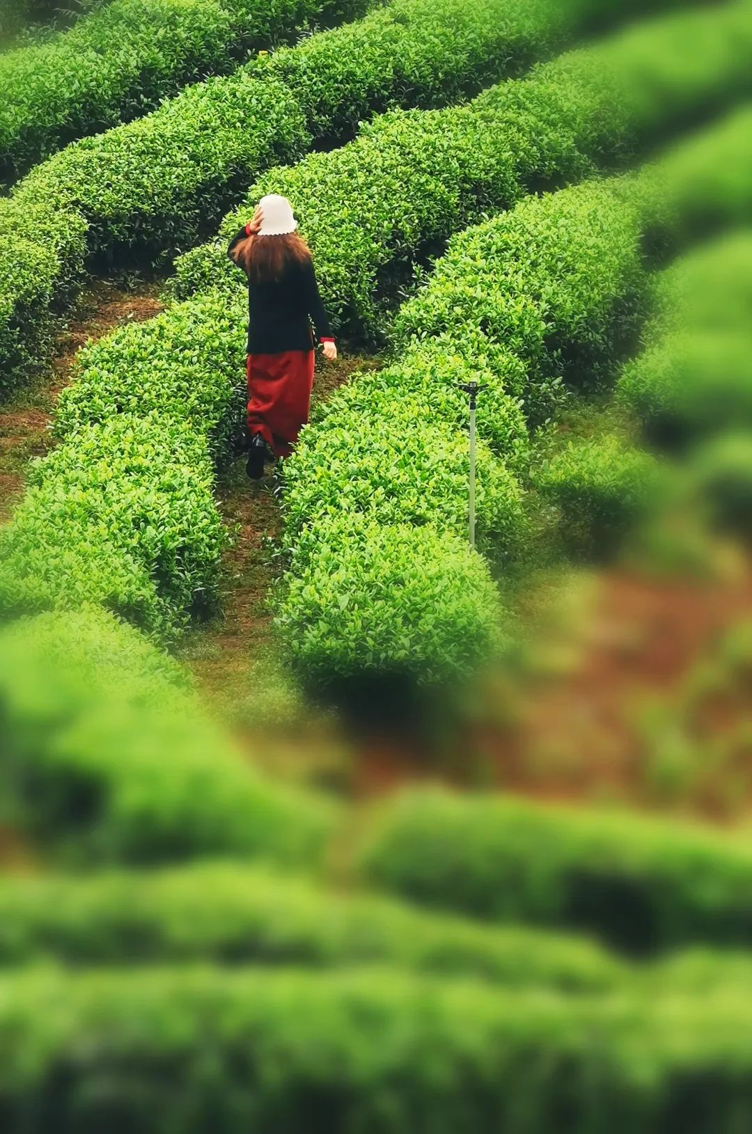 恩施富硒茶2019(恩施富硒茶叶多少钱一斤)-硒宝网