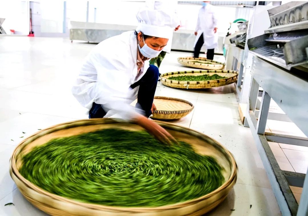 恩施富硒茶2019(恩施富硒茶叶多少钱一斤)-硒宝网