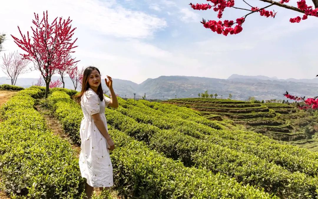 恩施富硒茶2019(恩施富硒茶叶多少钱一斤)-硒宝网