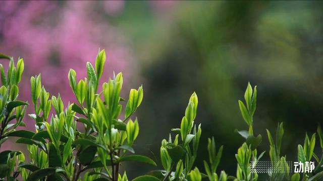 曲阜凤冈富锌富硒茶(正宗富锌富硒茶产地直供)-硒宝网