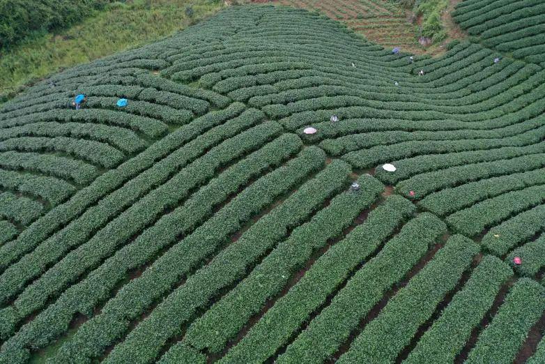 山西凤冈富锌富硒茶（凤岗富硒茶价格）-硒宝网
