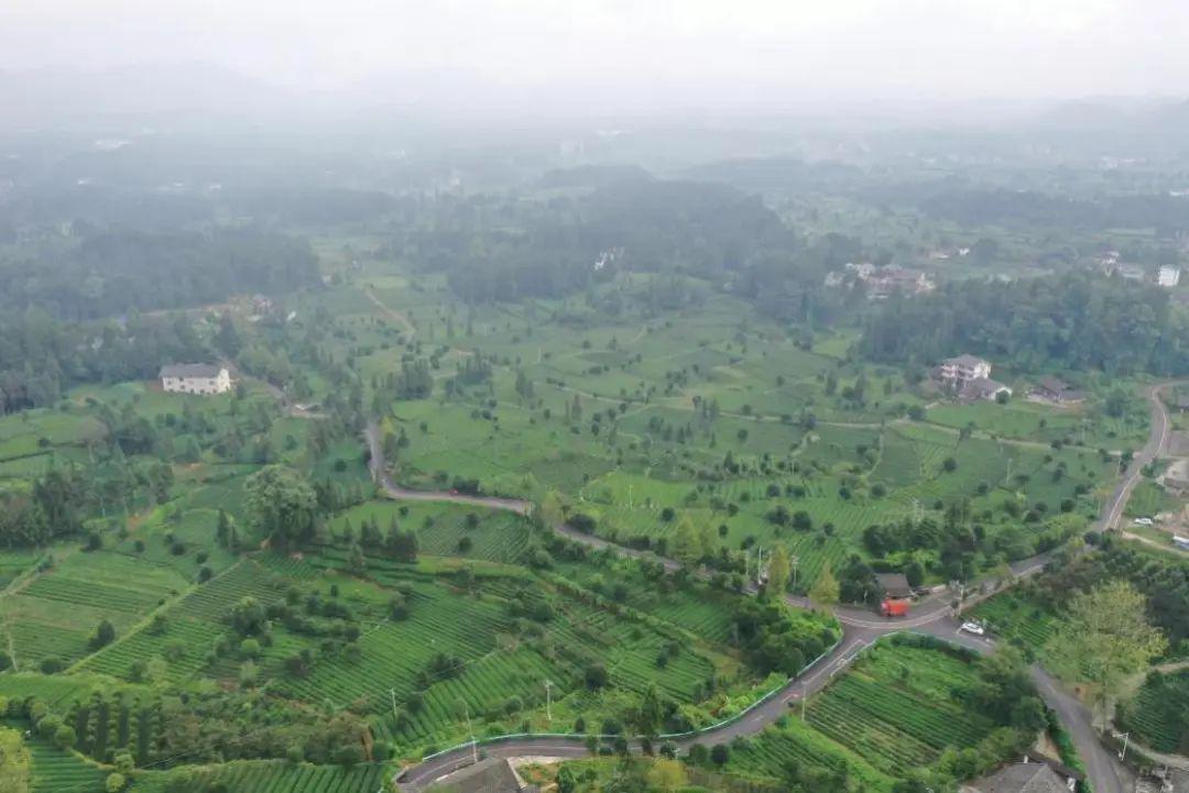 山西凤冈富锌富硒茶（凤岗富硒茶价格）-硒宝网