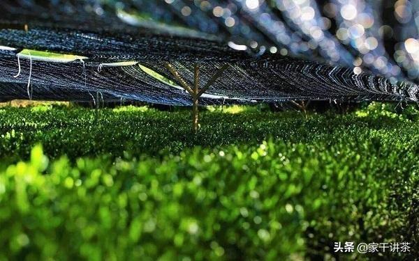 凤冈富锌富硒茶简介（凤冈县富硒茶）-硒宝网