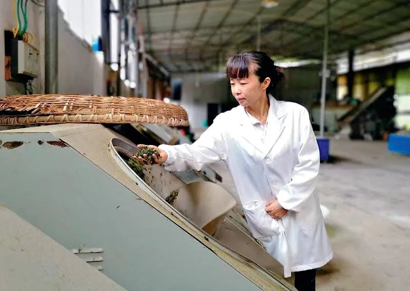 温州凤冈富锌富硒茶(凤岗富硒茶价格)-硒宝网