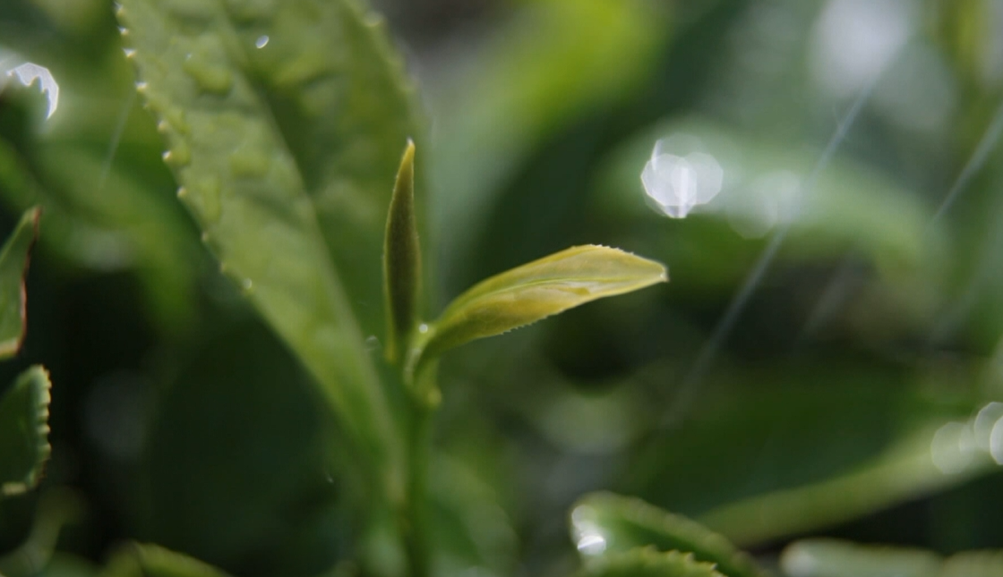 贵州凤冈富锌富硒茶(凤岗富硒茶价格)-硒宝网