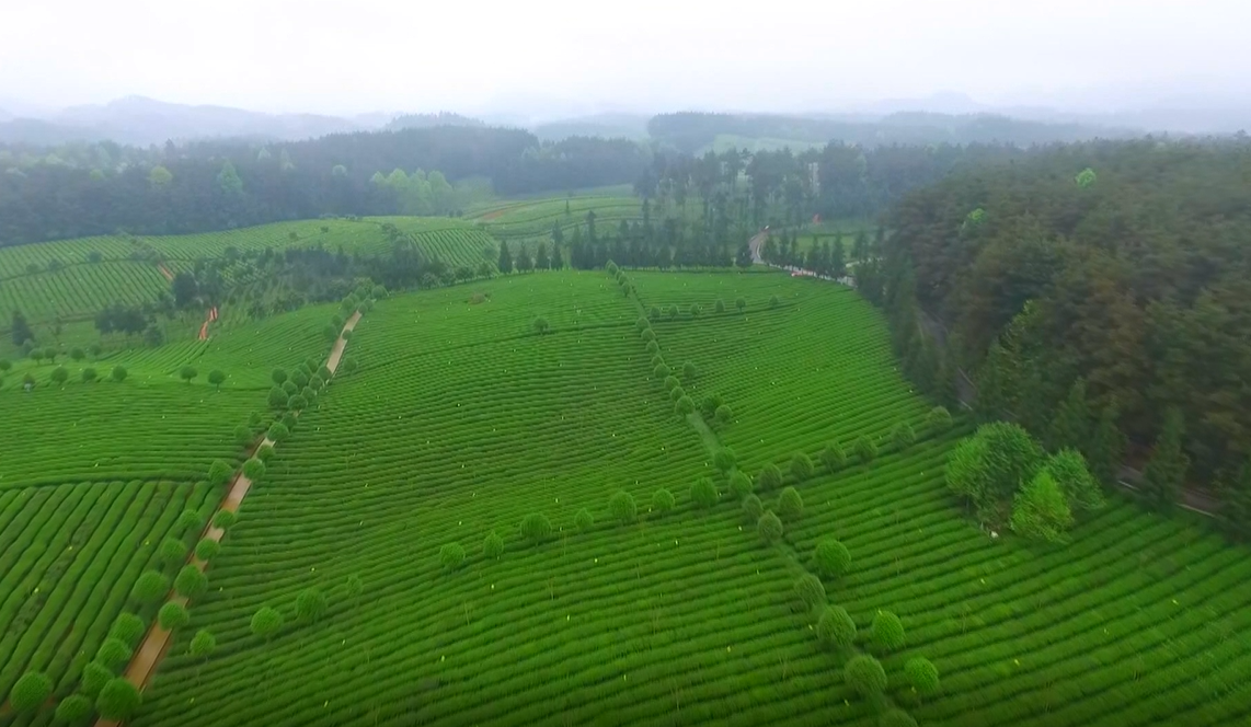 贵州凤冈富锌富硒茶(凤岗富硒茶价格)-硒宝网