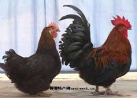 广西富锌富硒有机茶（富锌硒茶叶）-硒宝网