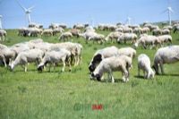 广西富锌富硒有机茶（富锌硒茶叶）-硒宝网