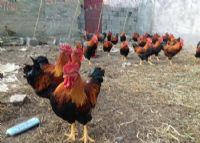 广西富锌富硒有机茶（富锌硒茶叶）-硒宝网