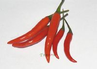 广西富锌富硒有机茶（富锌硒茶叶）-硒宝网