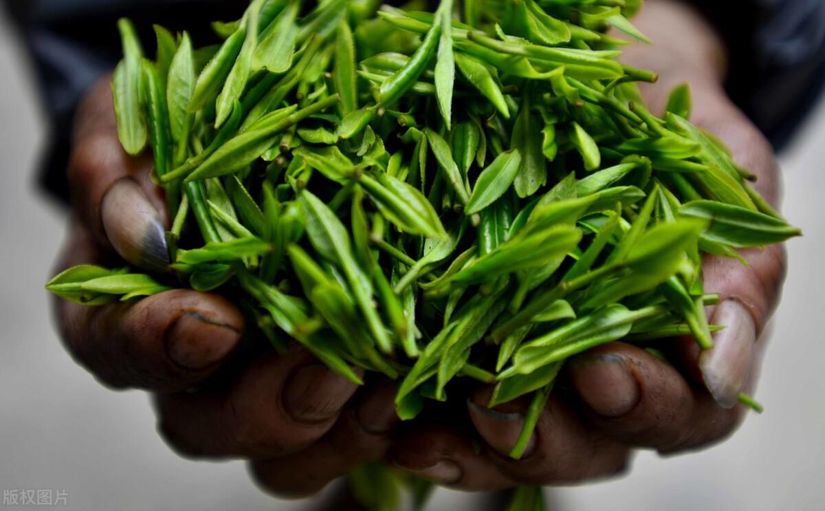 凤冈富锌富硒茶简介(凤岗富硒茶价格)-硒宝网