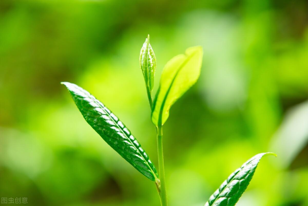 凤冈富锌富硒茶简介(凤岗富硒茶价格)-硒宝网