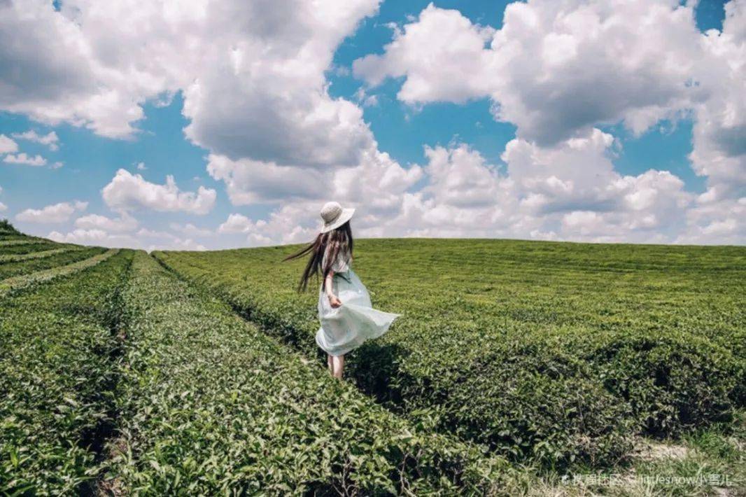 贵州凤冈富锌富硒茶(凤冈县富硒茶)-硒宝网