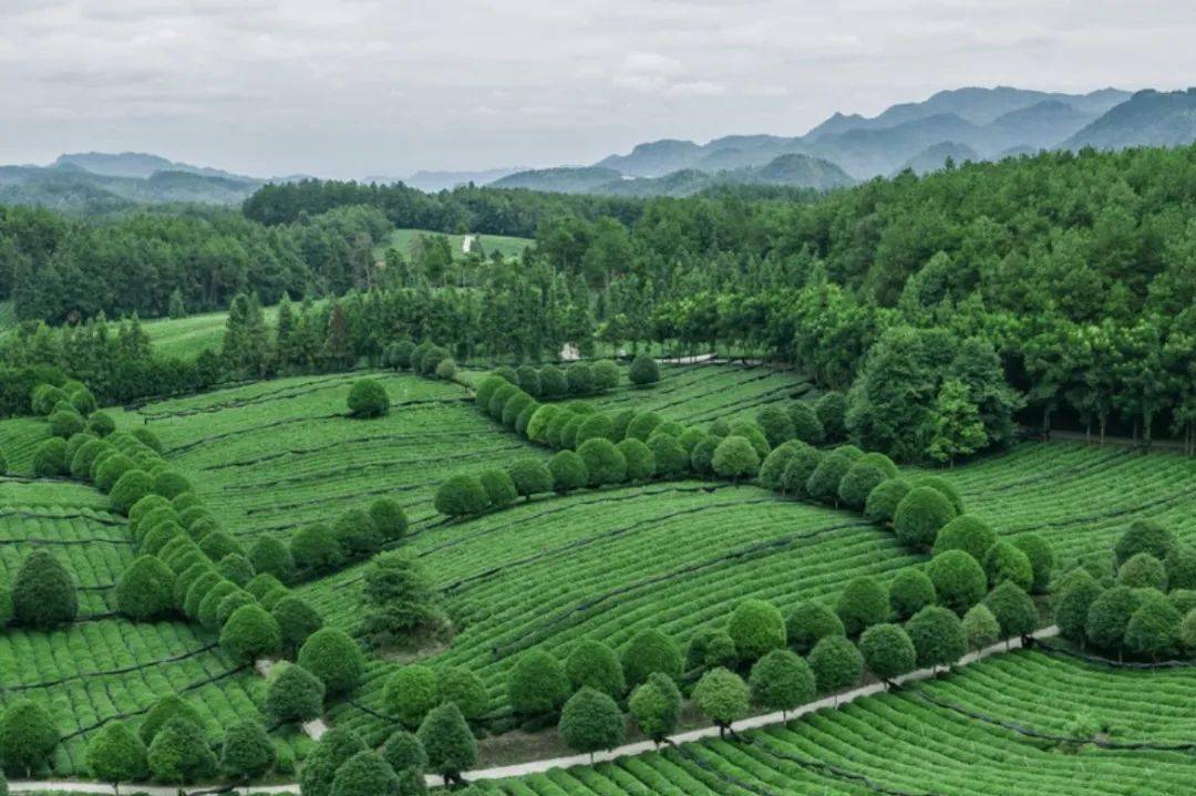 贵州凤冈富锌富硒茶(凤冈县富硒茶)-硒宝网