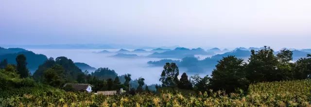 安宁凤冈富锌富硒茶(贵州凤冈富锌富硒茶)-硒宝网