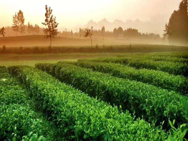 安宁凤冈富锌富硒茶(贵州凤冈富锌富硒茶)-硒宝网