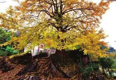 安宁凤冈富锌富硒茶(贵州凤冈富锌富硒茶)-硒宝网