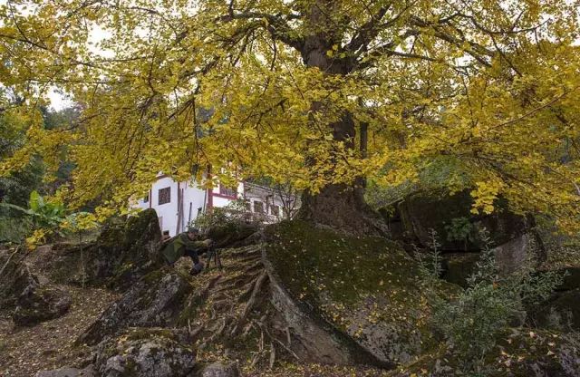 安宁凤冈富锌富硒茶(贵州凤冈富锌富硒茶)-硒宝网