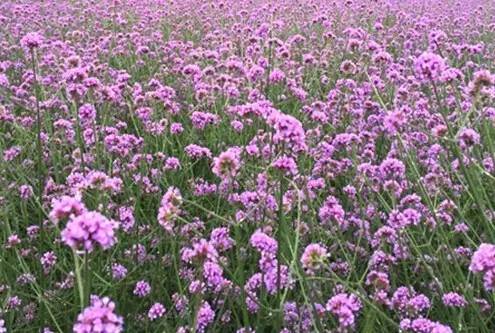 安宁凤冈富锌富硒茶(贵州凤冈富锌富硒茶)-硒宝网