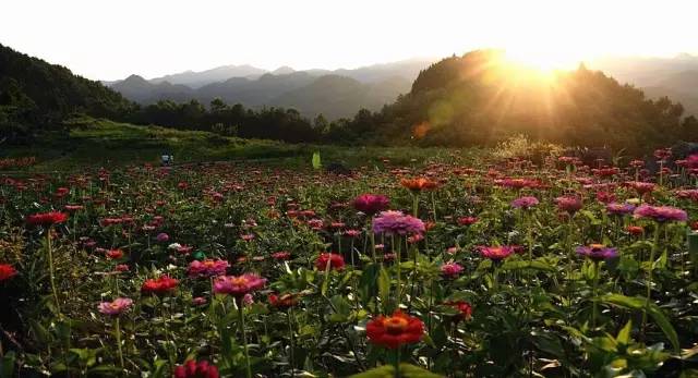 安宁凤冈富锌富硒茶(贵州凤冈富锌富硒茶)-硒宝网