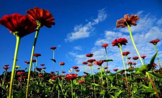 安宁凤冈富锌富硒茶(贵州凤冈富锌富硒茶)-硒宝网