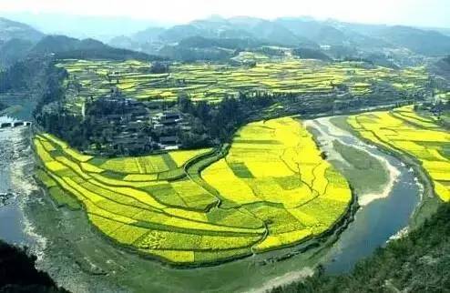 安宁凤冈富锌富硒茶(贵州凤冈富锌富硒茶)-硒宝网