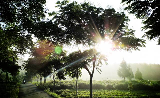 安宁凤冈富锌富硒茶(贵州凤冈富锌富硒茶)-硒宝网