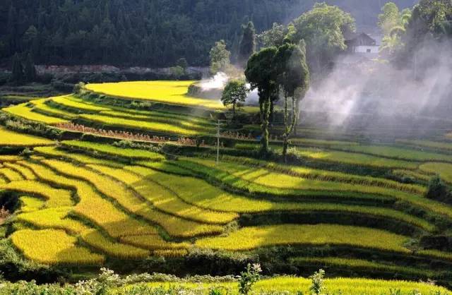 安宁凤冈富锌富硒茶(贵州凤冈富锌富硒茶)-硒宝网