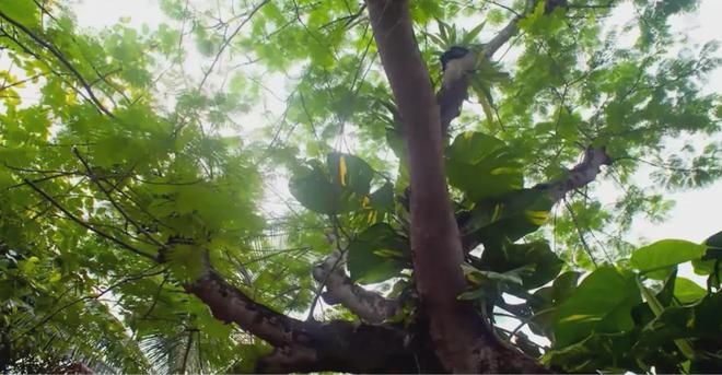 茶香醉人紫阳富硒茶(紫阳富硒绿茶价格)-硒宝网