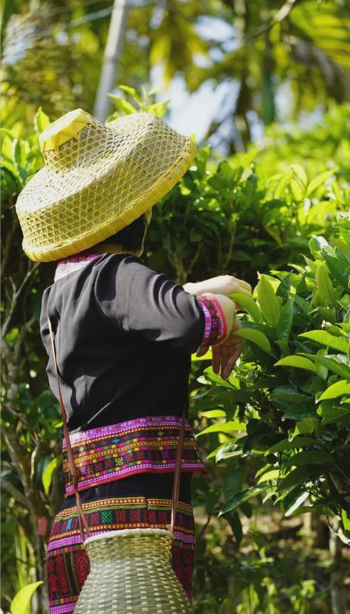 茶香醉人紫阳富硒茶(紫阳富硒绿茶价格)-硒宝网