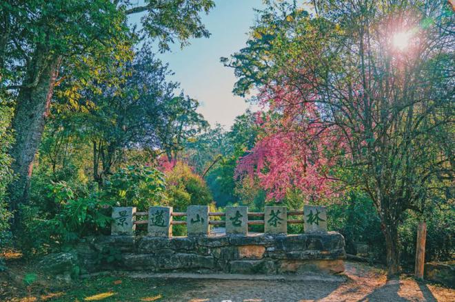 茶香醉人紫阳富硒茶(紫阳富硒绿茶价格)-硒宝网