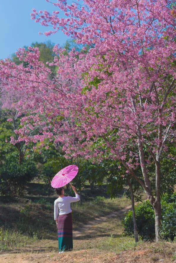 茶香醉人紫阳富硒茶(紫阳富硒绿茶价格)-硒宝网