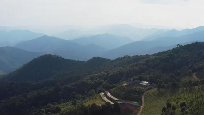 茶香醉人紫阳富硒茶(紫阳富硒绿茶价格)-硒宝网