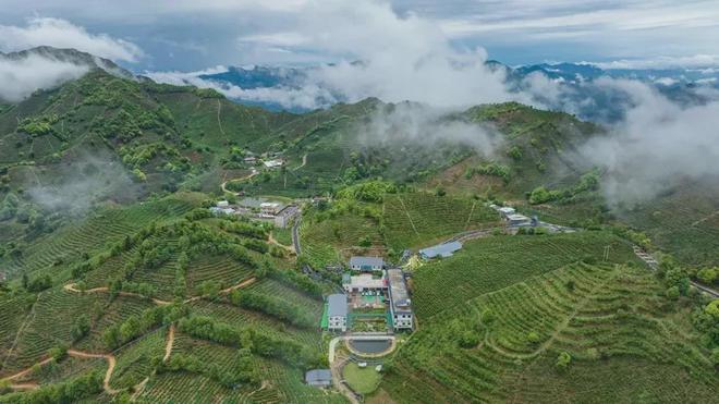 茶香醉人紫阳富硒茶(紫阳富硒绿茶价格)-硒宝网