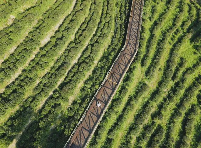茶香醉人紫阳富硒茶(紫阳富硒绿茶价格)-硒宝网
